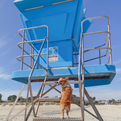 Coronado Dog Park photo 1